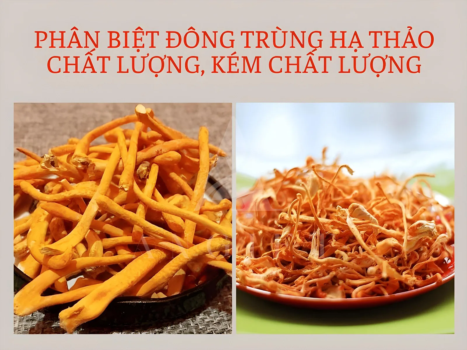 phan-biet-dong-trung-that-gia