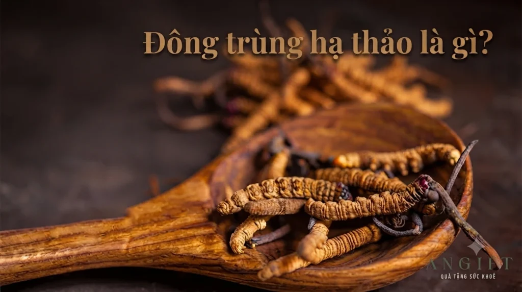 dong-trung-ha-thao-la-gi